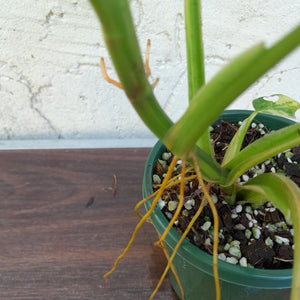 #R25 Variegated Philodendron Domesticum
