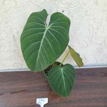 Load image into Gallery viewer, #D40 Philodendron Glorious