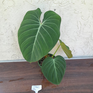 #D40 Philodendron Glorious