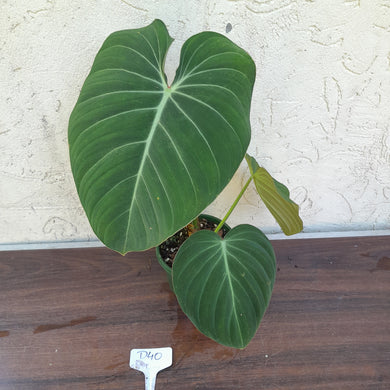 #D40 Philodendron Glorious