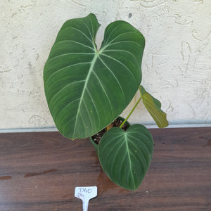 #D40 Philodendron Glorious