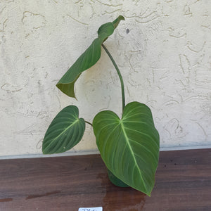 #D40 Philodendron Glorious