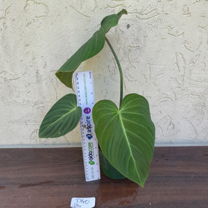 #D40 Philodendron Glorious