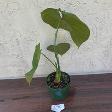 Load image into Gallery viewer, #D40 Philodendron Glorious