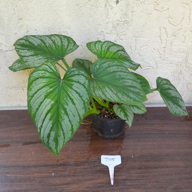 #D15 Two x Headed Philodendron Silver Cloud