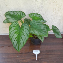 Load image into Gallery viewer, #D15 Two x Headed Philodendron Silver Cloud
