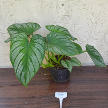Load image into Gallery viewer, #D15 Two x Headed Philodendron Silver Cloud