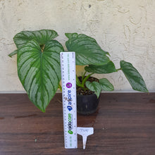Load image into Gallery viewer, #D15 Two x Headed Philodendron Silver Cloud