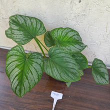 Load image into Gallery viewer, #D15 Two x Headed Philodendron Silver Cloud
