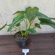 Load image into Gallery viewer, #D15 Two x Headed Philodendron Silver Cloud