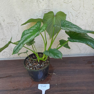 #D15 Two x Headed Philodendron Silver Cloud