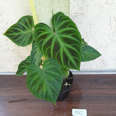 #D42 Philodendron Verrucosum