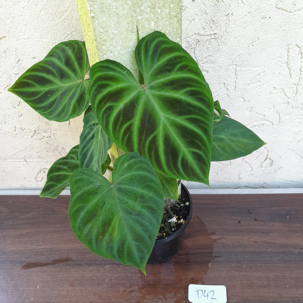 #D42 Philodendron Verrucosum