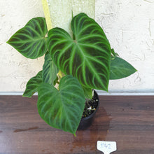 Load image into Gallery viewer, #D42 Philodendron Verrucosum
