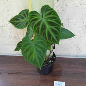 #D42 Philodendron Verrucosum
