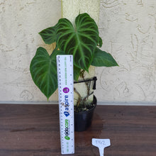 Load image into Gallery viewer, #D42 Philodendron Verrucosum