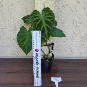 #D42 Philodendron Verrucosum