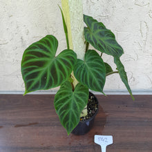 Load image into Gallery viewer, #D42 Philodendron Verrucosum