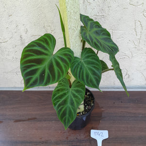 #D42 Philodendron Verrucosum
