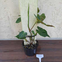 Load image into Gallery viewer, #D42 Philodendron Verrucosum