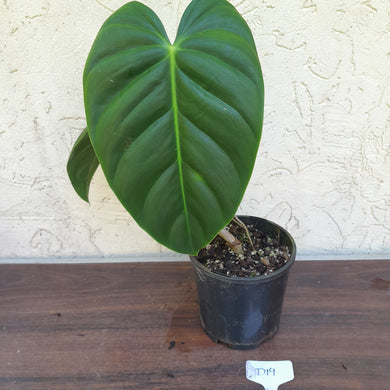 #D19 Philodendron Esmeraldense