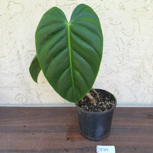 Load image into Gallery viewer, #D19 Philodendron Esmeraldense