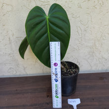 Load image into Gallery viewer, #D19 Philodendron Esmeraldense