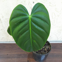 Load image into Gallery viewer, #D19 Philodendron Esmeraldense