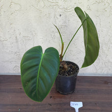Load image into Gallery viewer, #D19 Philodendron Esmeraldense