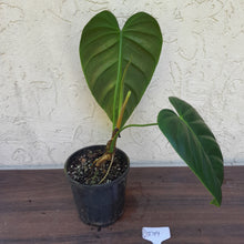 Load image into Gallery viewer, #D19 Philodendron Esmeraldense