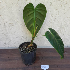 #D19 Philodendron Esmeraldense