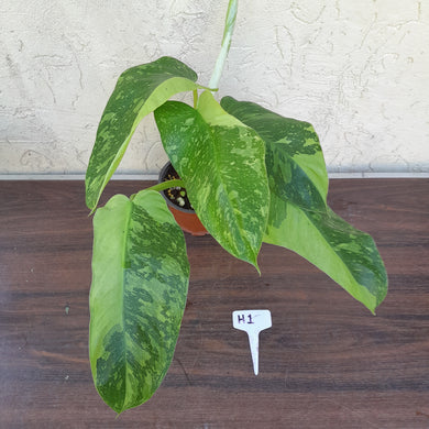 #H1 Non TC Philodendron Jose Buono