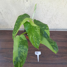 Load image into Gallery viewer, #H1 Non TC Philodendron Jose Buono
