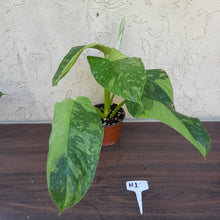 Load image into Gallery viewer, #H1 Non TC Philodendron Jose Buono