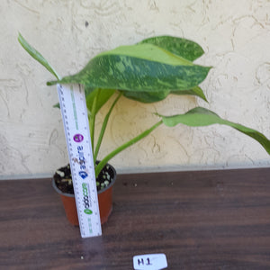 #H1 Non TC Philodendron Jose Buono