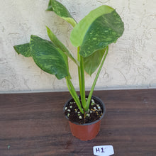 Load image into Gallery viewer, #H1 Non TC Philodendron Jose Buono