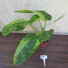 Load image into Gallery viewer, #H1 Non TC Philodendron Jose Buono