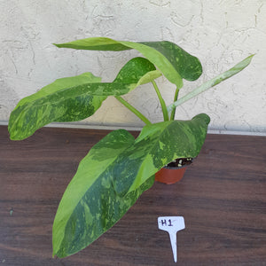 #H1 Non TC Philodendron Jose Buono