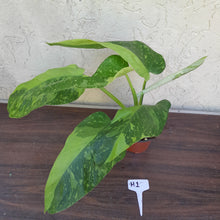 Load image into Gallery viewer, #H1 Non TC Philodendron Jose Buono