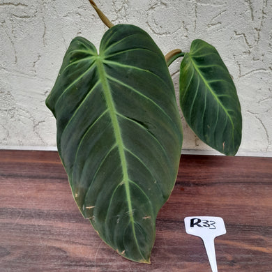 #R33 Philodendron Gigas