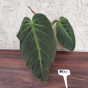 #R33 Philodendron Gigas