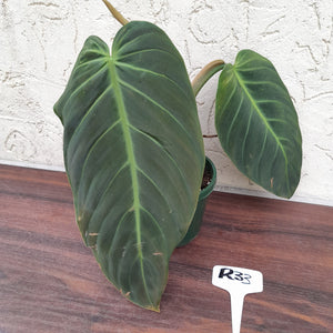 #R33 Philodendron Gigas