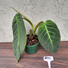 Load image into Gallery viewer, #R33 Philodendron Gigas