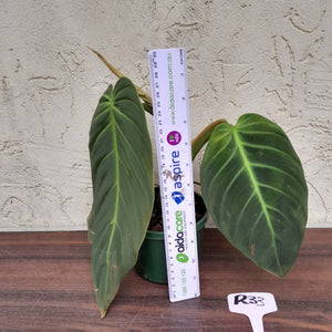 #R33 Philodendron Gigas