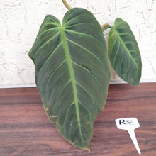 Load image into Gallery viewer, #R33 Philodendron Gigas