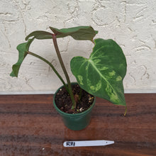 Load image into Gallery viewer, #R21 Variegated Philodendron Gloriosum