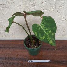 Load image into Gallery viewer, #R21 Variegated Philodendron Gloriosum