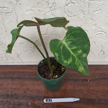 Load image into Gallery viewer, #R21 Variegated Philodendron Gloriosum