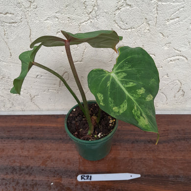 #R21 Variegated Philodendron Gloriosum
