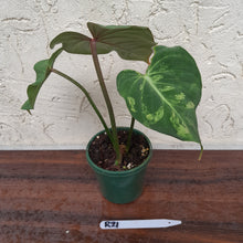 Load image into Gallery viewer, #R21 Variegated Philodendron Gloriosum
